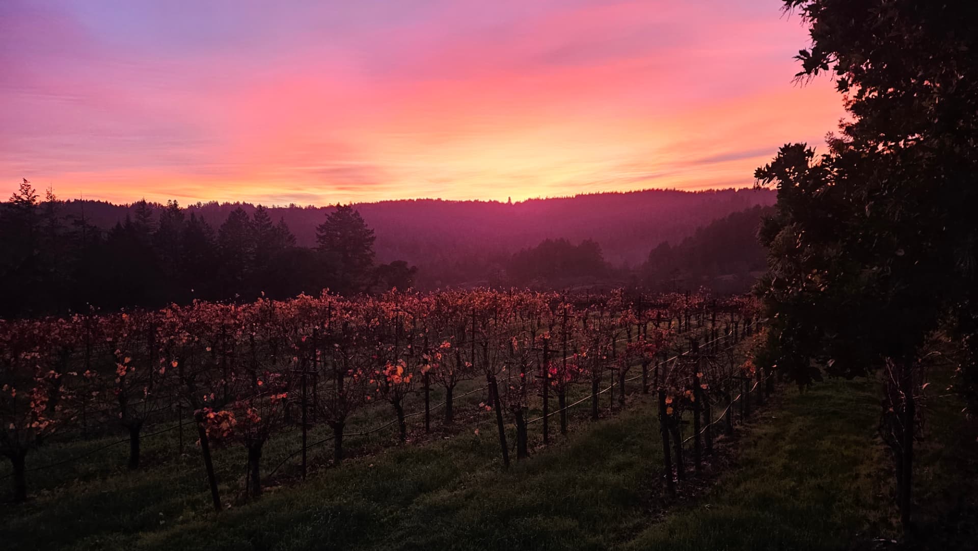 Sunset over the vineyards and wooded hills at home