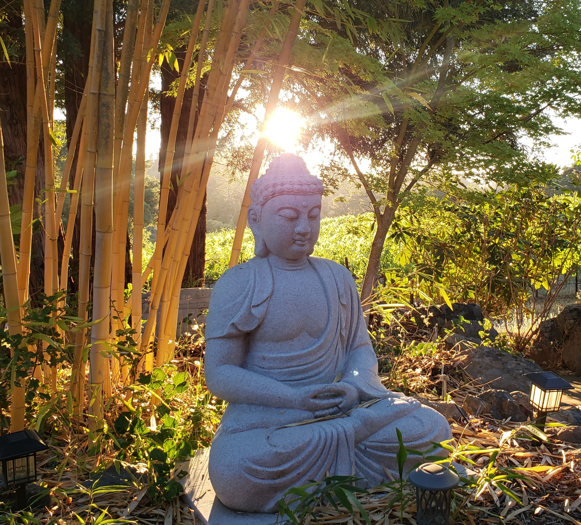 The garden